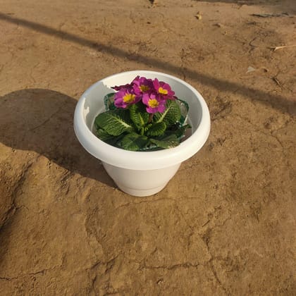 Buy Primula Rosea in 6 Inch Classy White Plastic Pot Online | Urvann.com