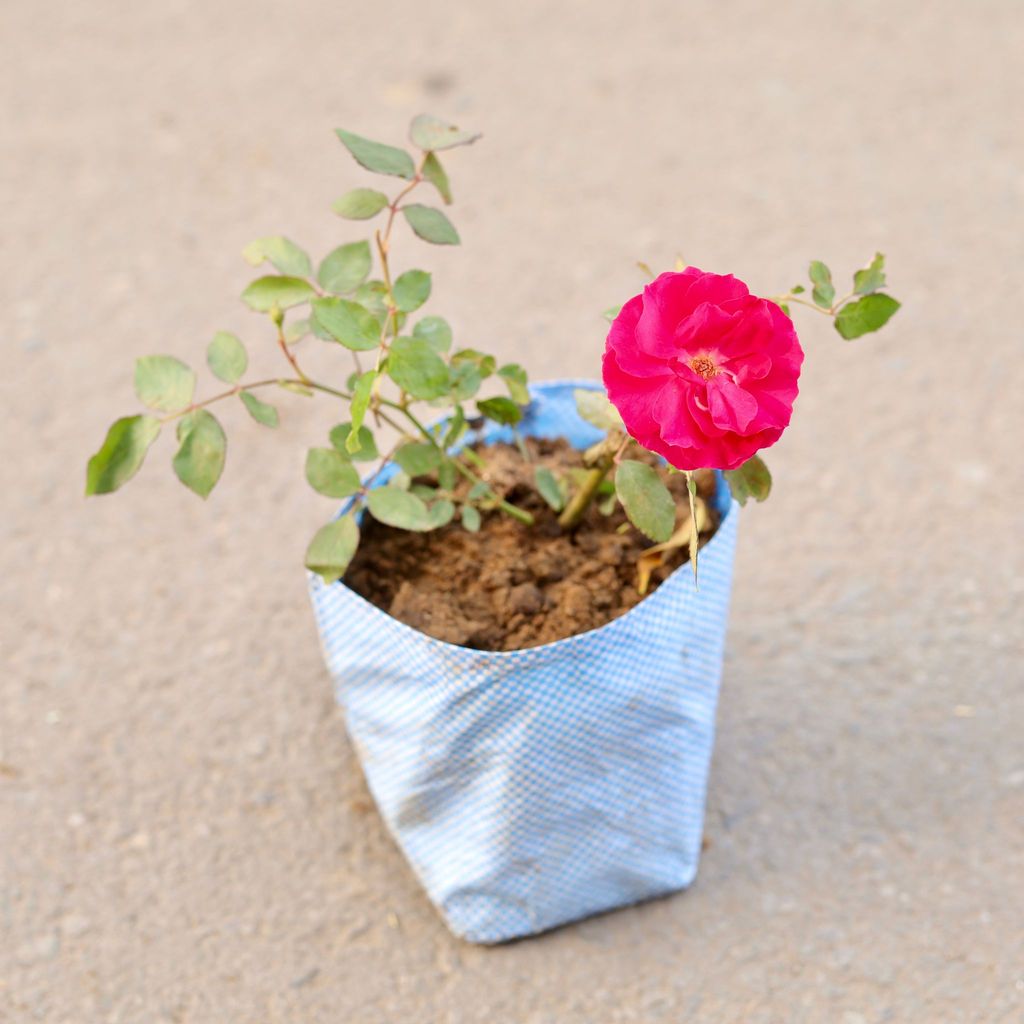 Kashmiri Rose / Gulab Red in 7 Inch Nursery Bag