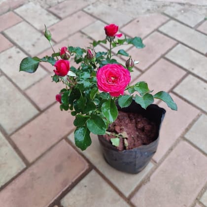 Buy Desi Garden Rose (any colour) in 6 Inch Nursery Bag Online | Urvann.com