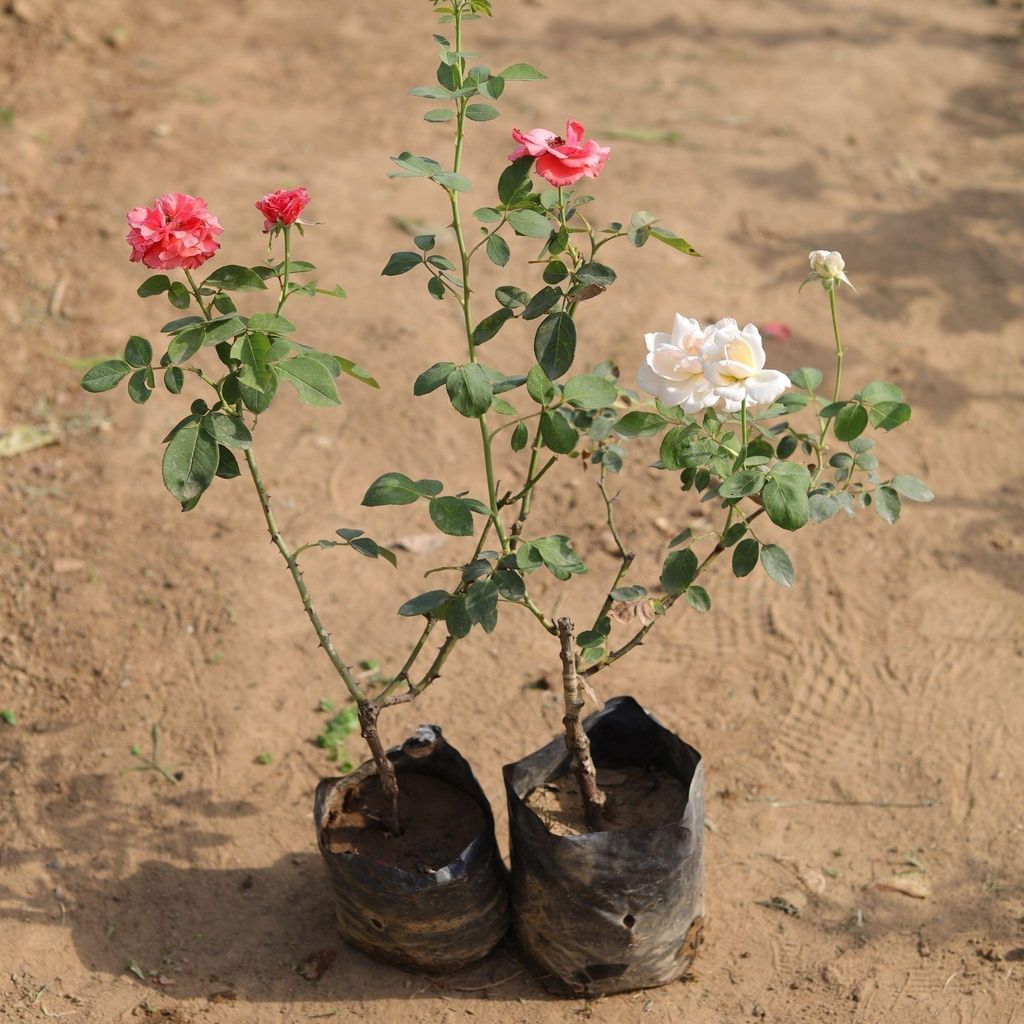 Set of 2 - English Roses (any colour) in 4 Inch Nursery Bag