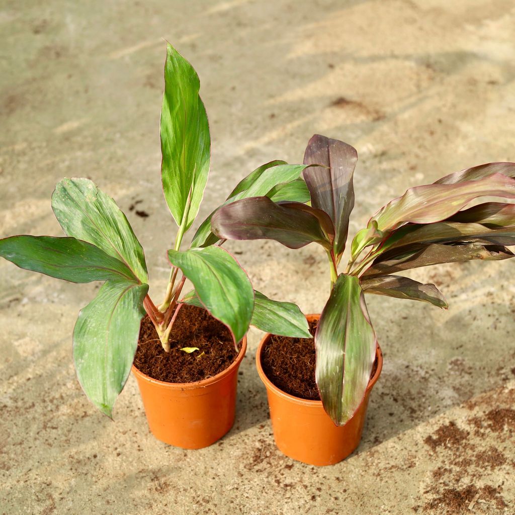 Set of 2 - Dracaena (Rosea & Kedarnath) in 6 Inch Red Nursery Pot