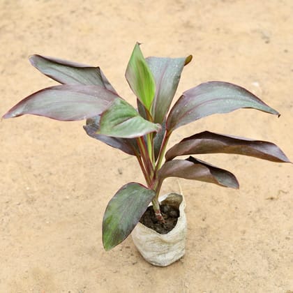 Buy Dracaena Rosea in 4 Inch Nursery Bag Online | Urvann.com