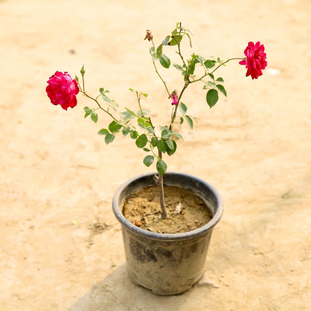 Desi Rose (Any Colour) in 6 Inch Nursery Pot