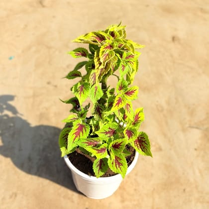 Coleus Yellow (Any Design) in 4 Inch White Nursery Pot