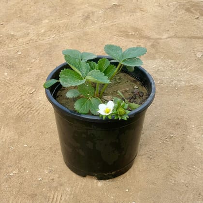 Strawberry Plant in 6 Inch Nursery Pot