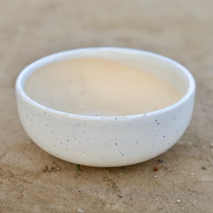 Buy 7 Inch Bonsai Ceramic Tray (Any Colour) Online | Urvann.com