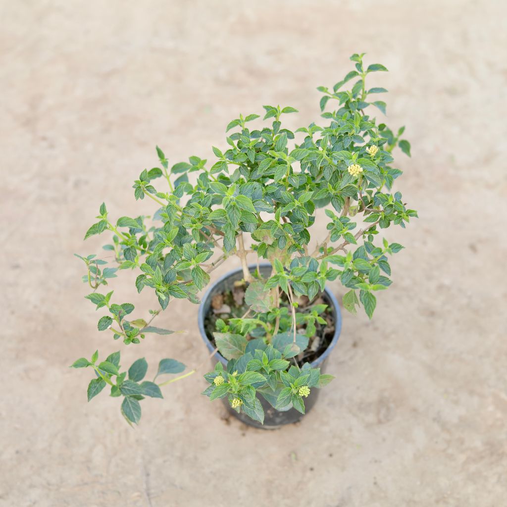 Lantana in 5 Inch Nursery Pot