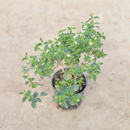 Buy Lantana in 5 Inch Nursery Pot Online | Urvann.com