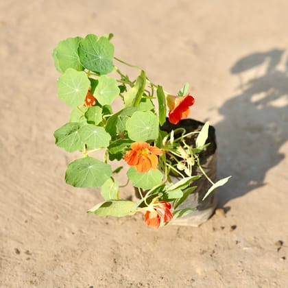 Buy Nasturtium (Any Colour) in 4 Inch Nursery Bag Online | Urvann.com