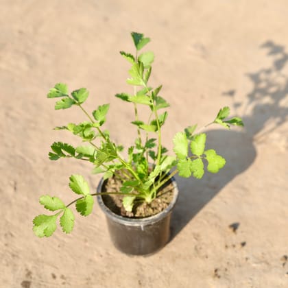 Buy Dhaniya / Coriander Plant in 4 Inch Nursery Pot Online | Urvann.com