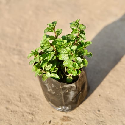 Buy Mint Pudina in 4 Inch Nursery Bag Online | Urvann.com