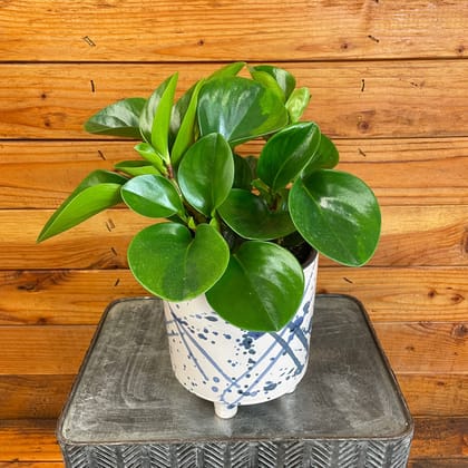 Peperomia / Radiator Plant Green in 4 Inch Nursery Pot