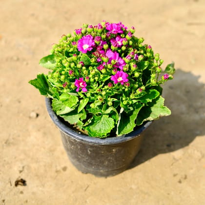 Cineraria (any colour) in 8 Inch Nursery Pot