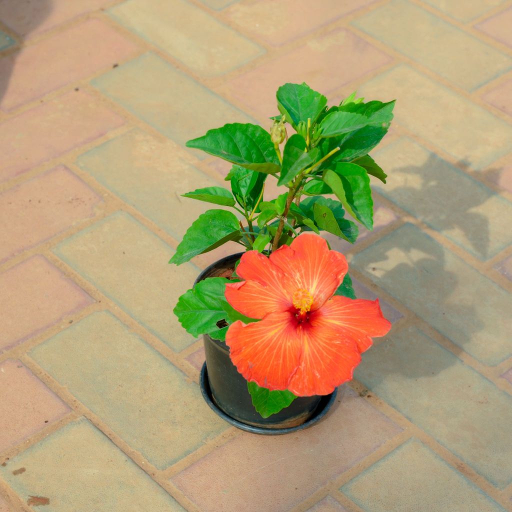 Hibiscus / Gudhal Orange in 5 Inch Nursery Pot With Tray