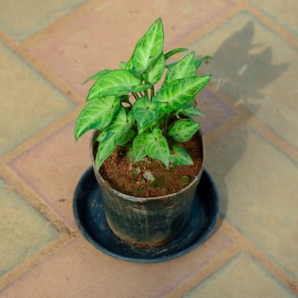 Buy Syngonium Green in 4 Inch Nursery Pot With Tray Online | Urvann.com