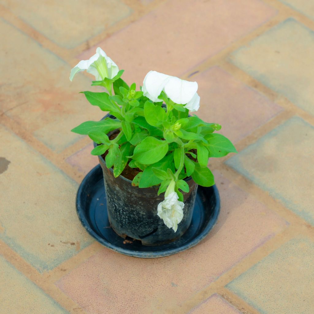 Petunia White in 4 Inch Nursery Pot With Tray