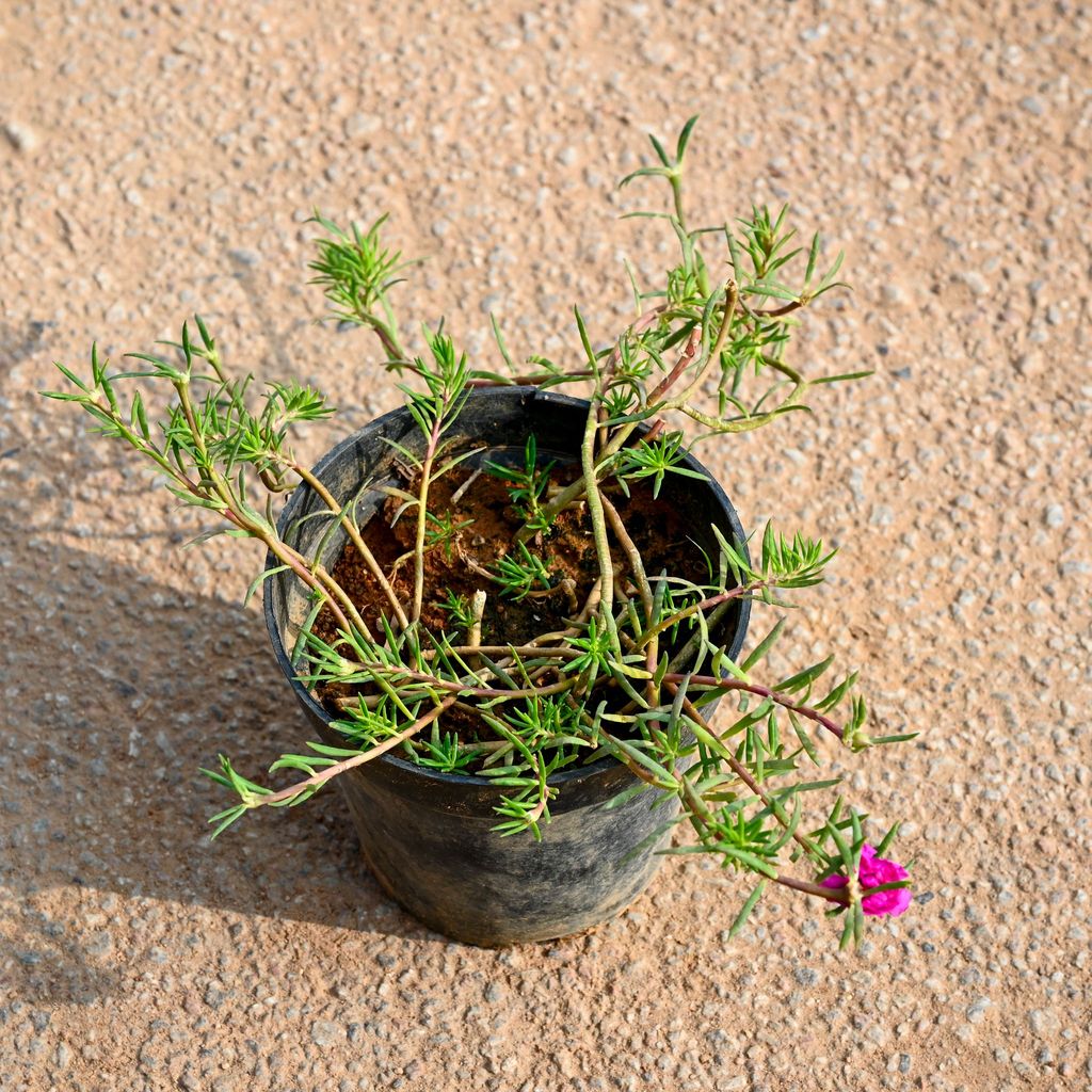 Portulaca Moss Rose Pink in 5 Inch Nursery Pot