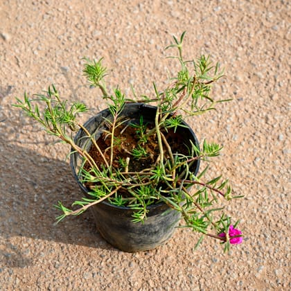 Buy Portulaca Moss Rose Pink in 5 Inch Nursery Pot Online | Urvann.com