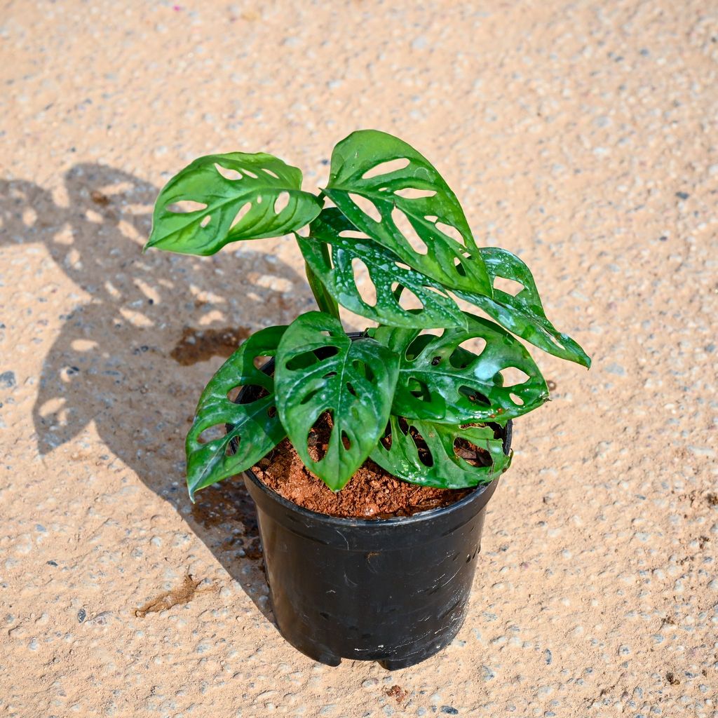 Monstera Broken Heart in 5 Inch Nursery Pot