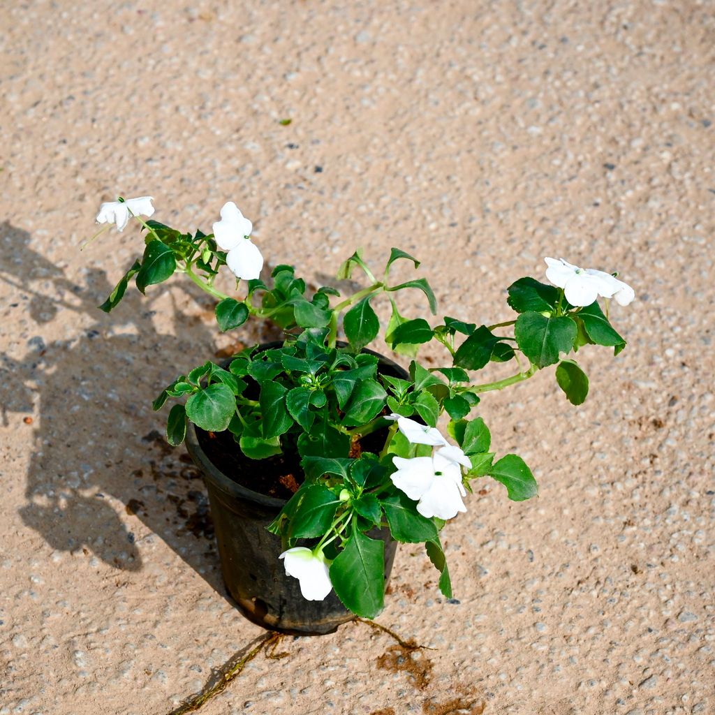 Impatiens Balsamina White in 4 Inch Nursery Pot