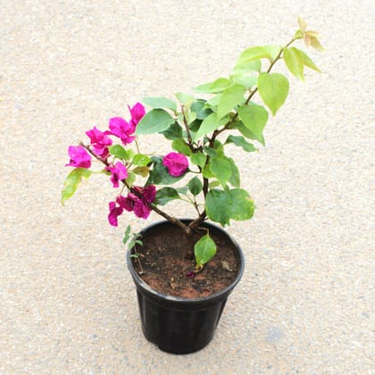 Buy Bougainvillea Pink in 5 Inch Nursery Pot Online | Urvann.com