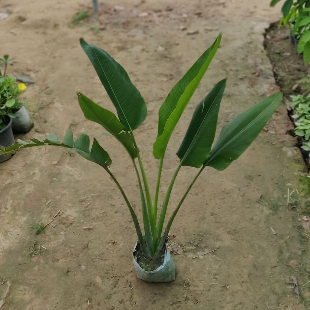 Traveller Palm ( ~ 1 Ft) in 8 Inch Nursery Bag