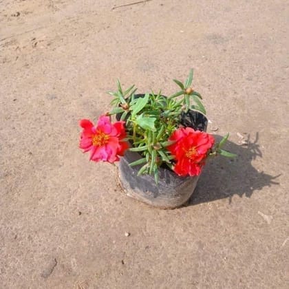 Buy Portulaca Moss Rose (any colour) in 3 Inch Nursery Bag Online | Urvann.com