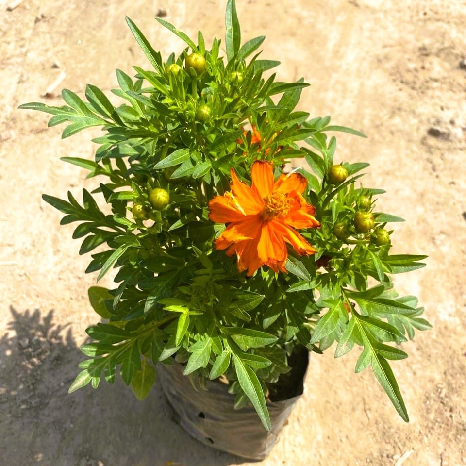 Cosmos (any colour) in 3 Inch Nursery Bag