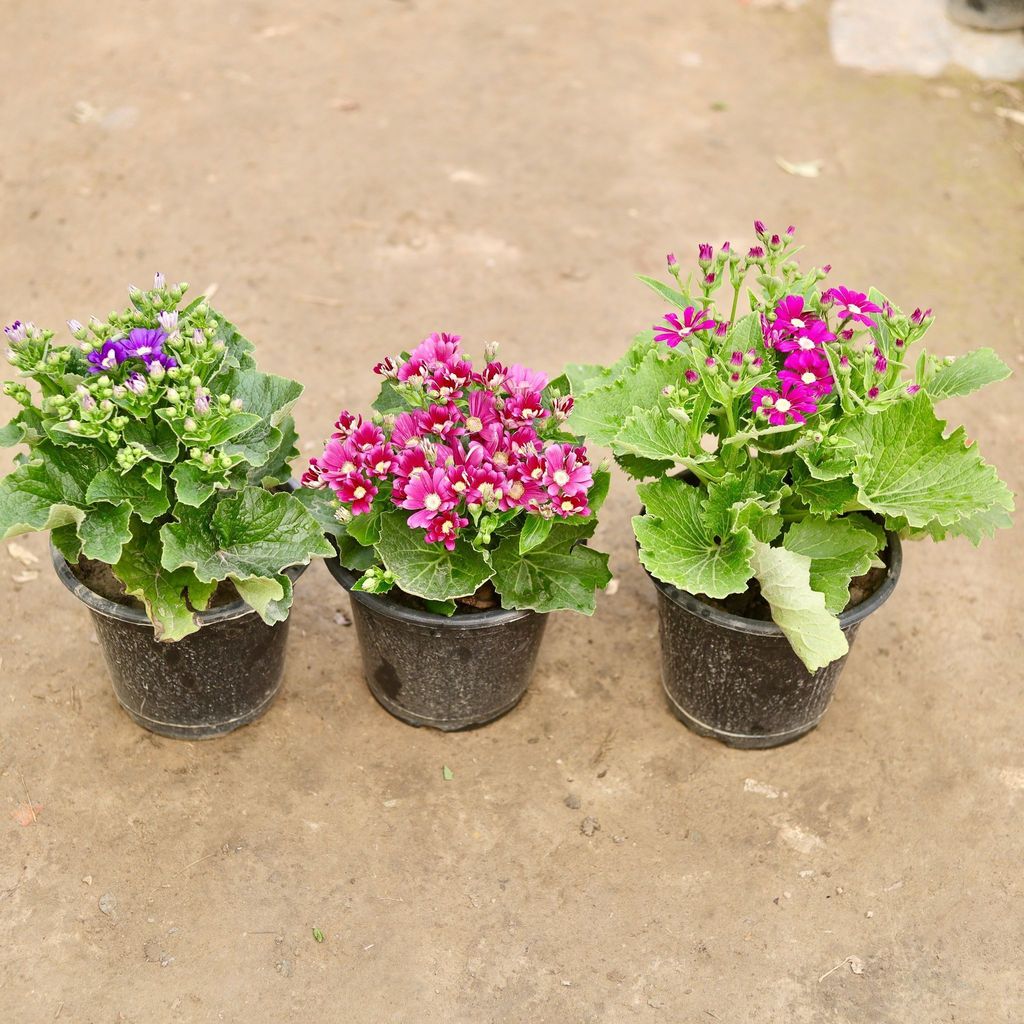 Set of 3 - Cineraria (any colour) in 8 Inch Nursery Pot