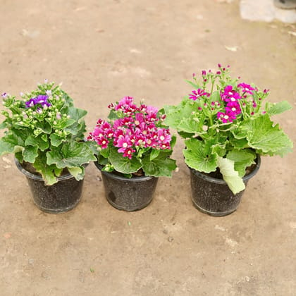 Buy Set of 3 - Cineraria (any colour) in 8 Inch Nursery Pot Online | Urvann.com