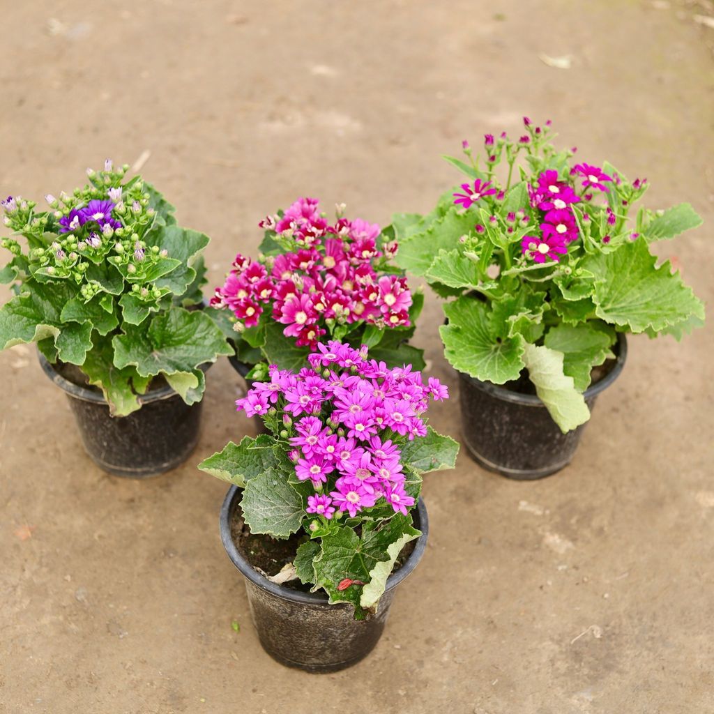 Set of 4 - Cineraria (any colour) in 8 Inch Nursery Pot