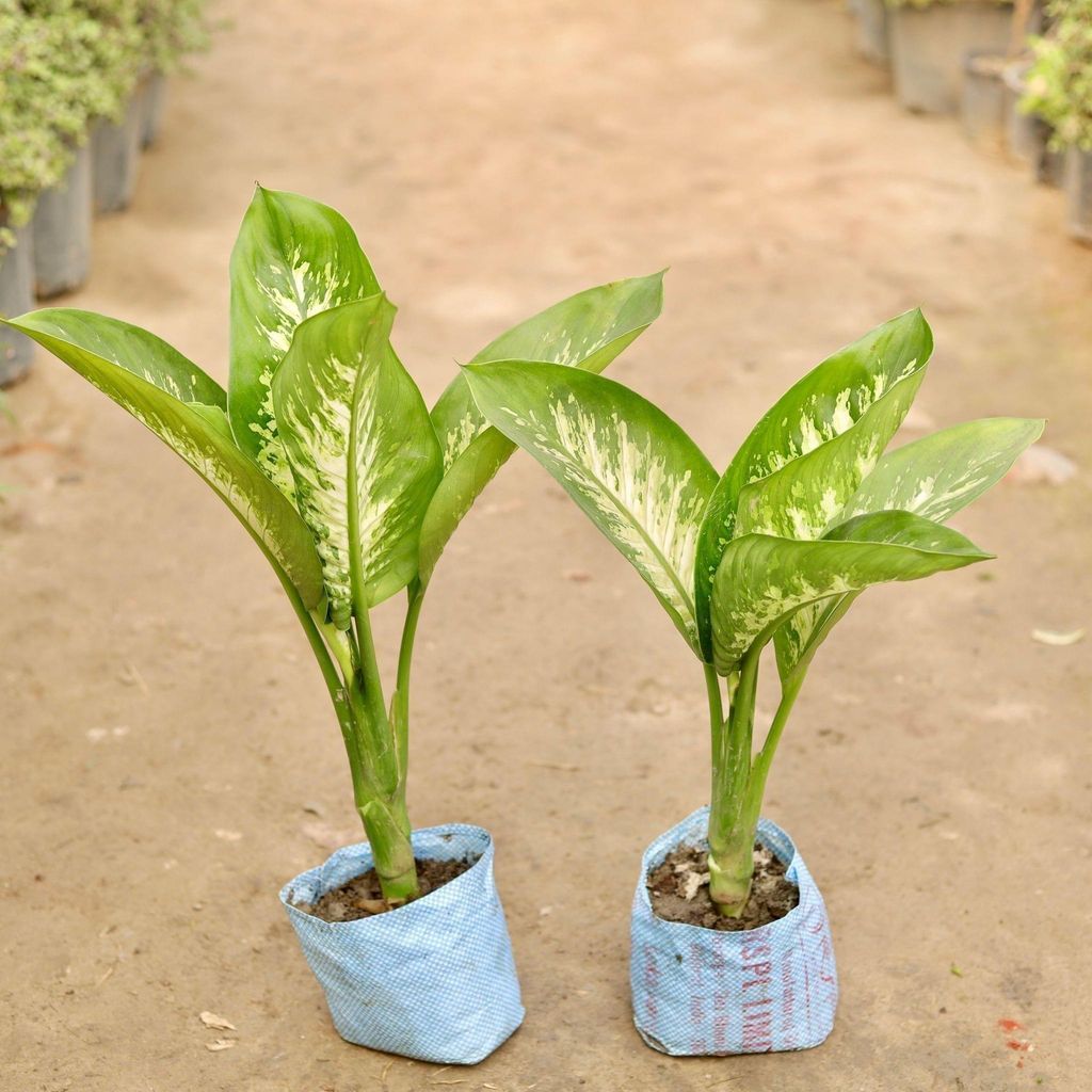 Set of 2 - Dieffenbachia in 8 Inch Nursery Bag