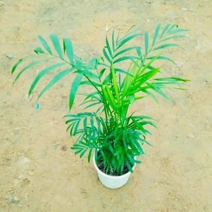 Buy Bushy Table Areca Palm in 4 Inch Pot Online | Urvann.com