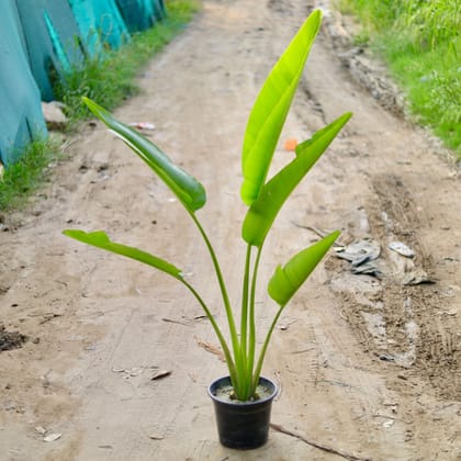 Buy Traveller Palm (~ 3 Ft) in 10 Inch Black Nursery Pot Online | Urvann.com