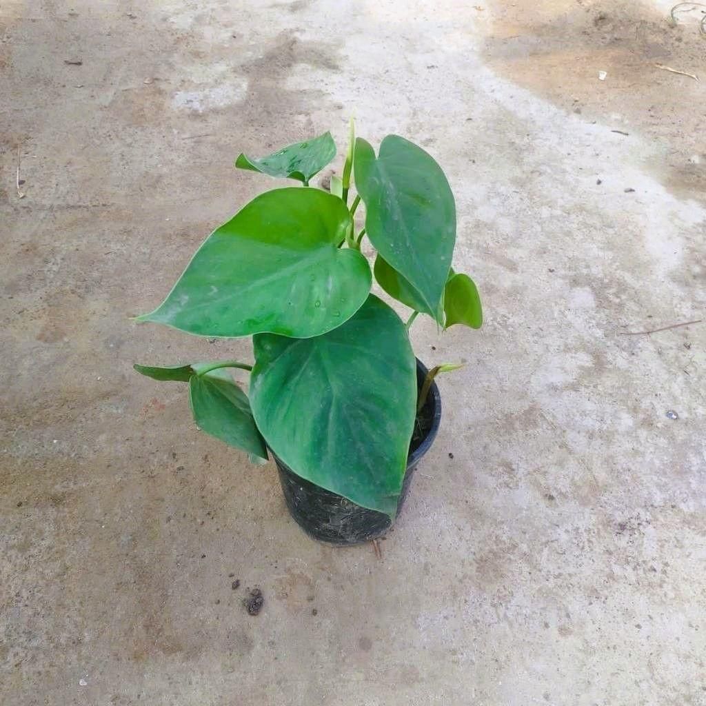 Oxycardium Green in 5 Inch Nursery Pot