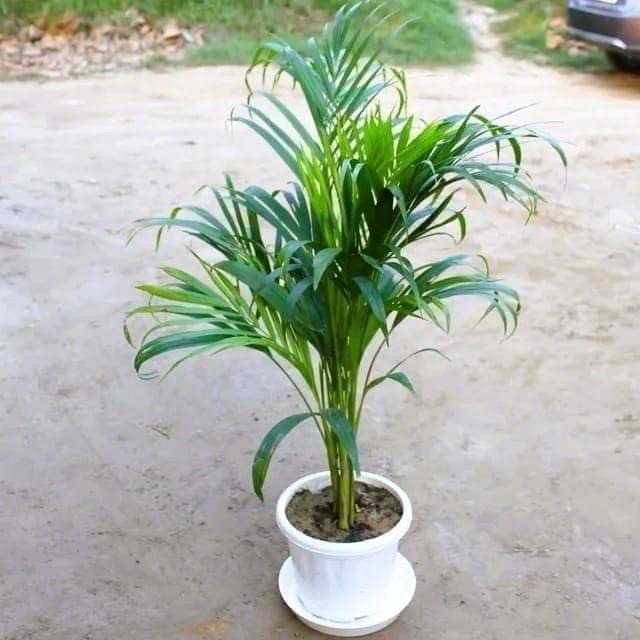 Buy Areca Palm In 8 Inch Classy White Plastic Pot With Plate Online | Urvann.com