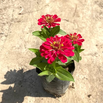 Zinnia (any colour) in 3 Inch Nursery bag