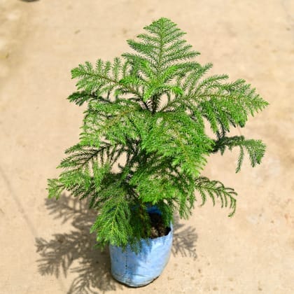 Araucaria / Christmas Tree in 5 Inch Nursery Bag