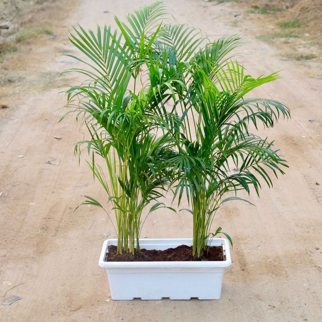 Two - Areca Palm (~ 2-3 Ft) in 17 Inch White Rectangular Window Plastic Planter