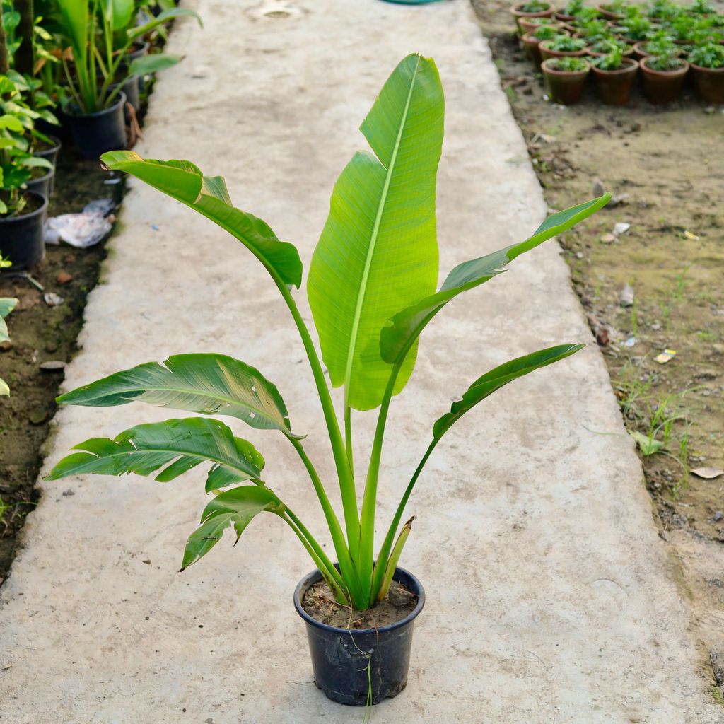 Traveller Palm in 8 Inch Nursery Pot