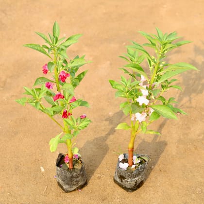 Buy Set of 2 - Balsam / Balsamina any  colour in 4 Inch Nursery Bag Online | Urvann.com