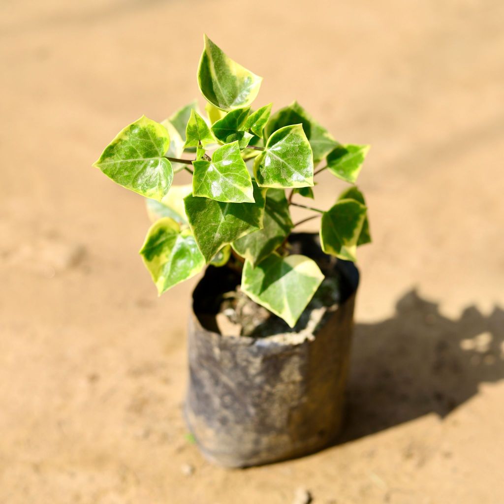 English Ivy Succulent in 4 Inch Nursery Bag