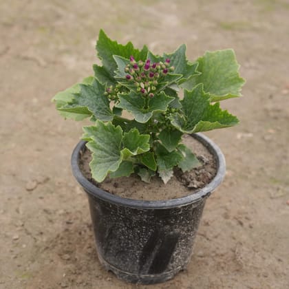 Buy Cineraria (any colour) in 8 Inch Nursery Pot Online | Urvann.com