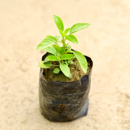 Buy Rama Tulsi in 4 Inch Nursery Bag Online | Urvann.com