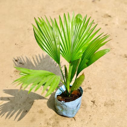 Buy China / Fan Palm in 4 Inch Nursery Bag Online | Urvann.com