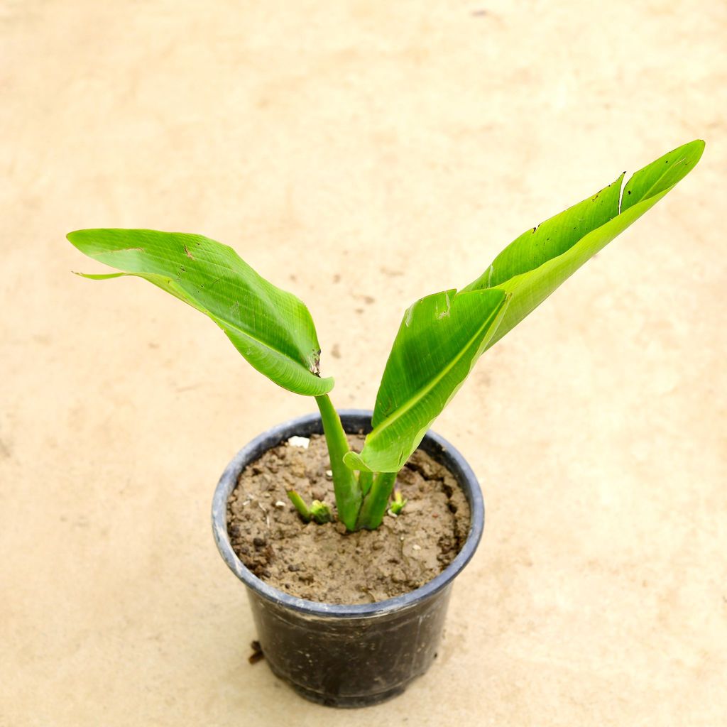 Traveller Palm in 10 Inch Nursery Pot