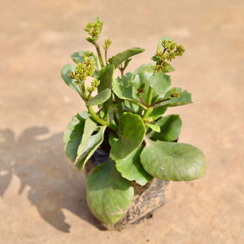 Kalanchoe Desi in 4 inch Nursery Bag