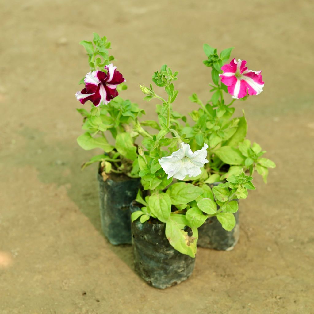 Set of 3 - Petunia (Any Colour) in 3 Inch Nursery Bag