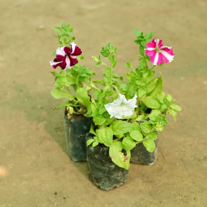 Buy Set of 3 - Petunia (Any Colour) in 5 Inch Nursery Bag Online | Urvann.com