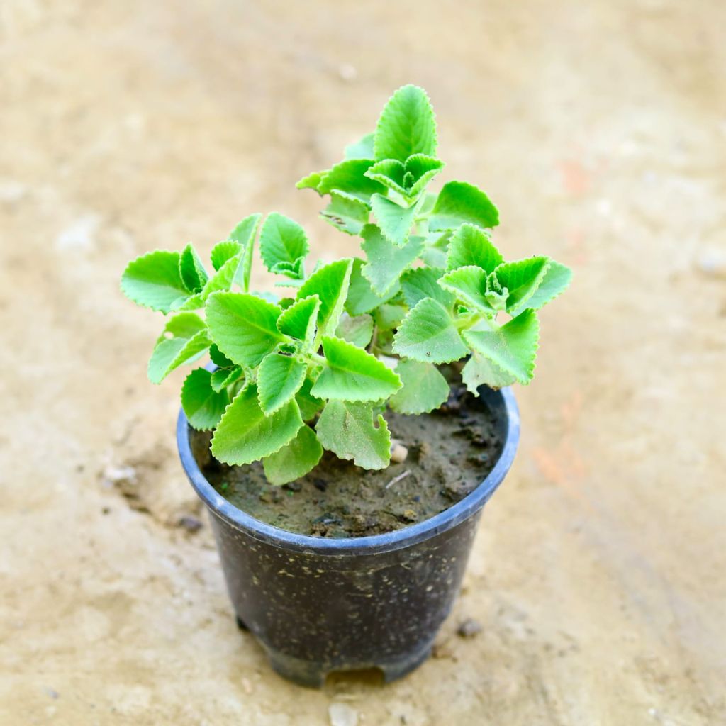 Ajwain Plant in 6 Inch Nursery Pot